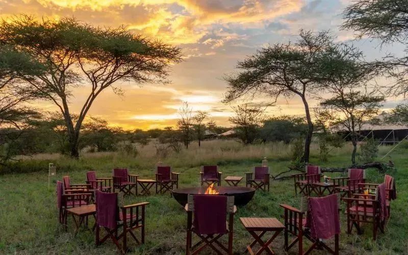 Acacia Bliss Serengeti