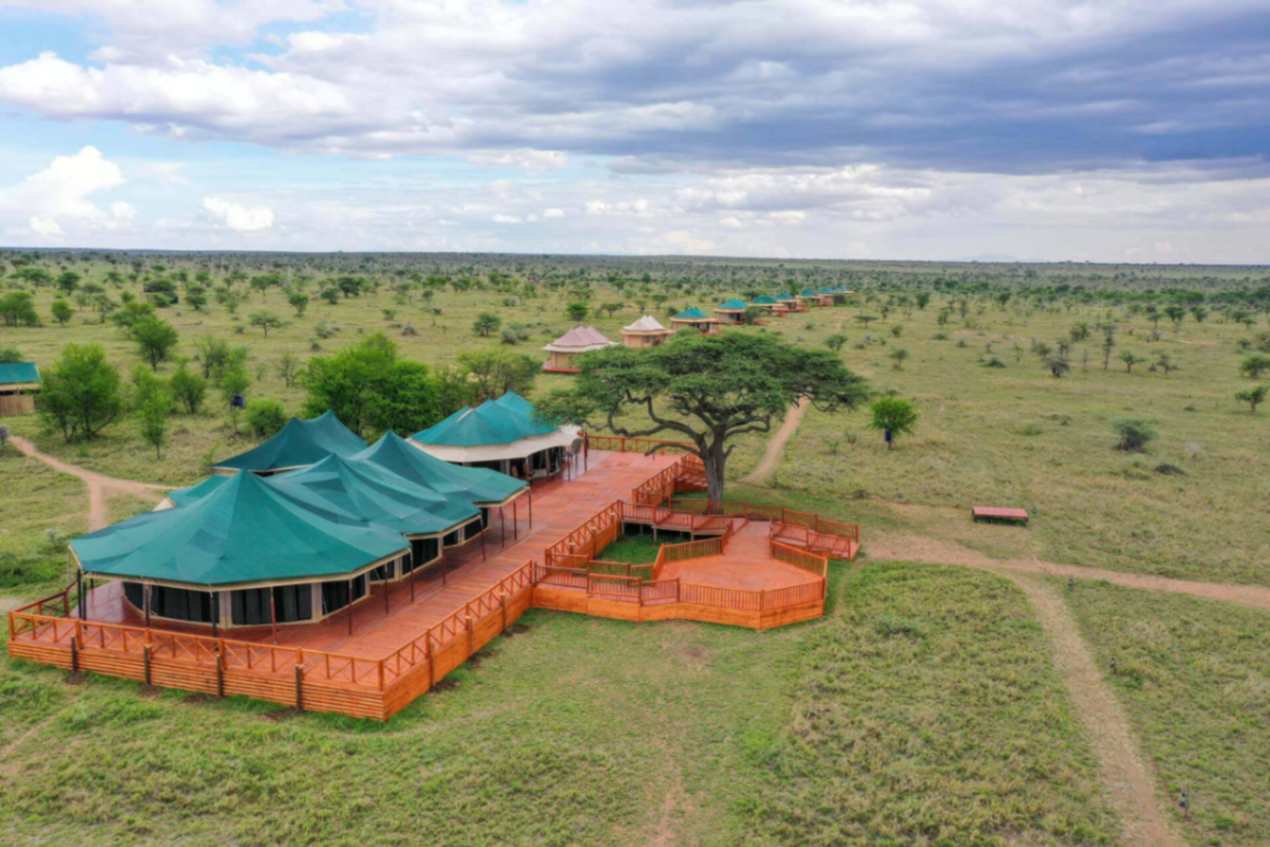 Acacia Migration image #9