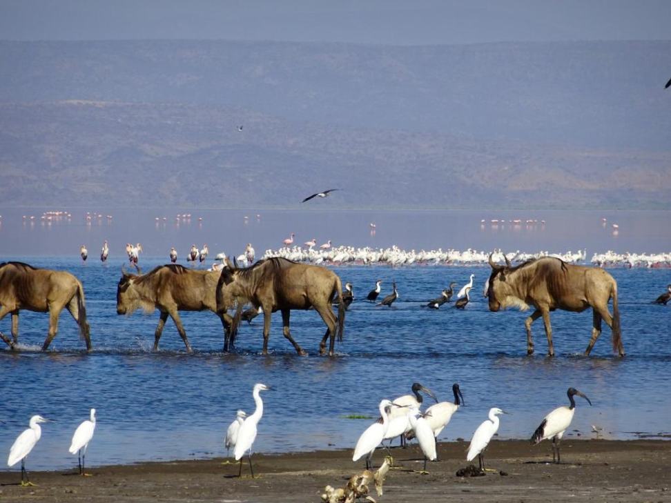 Africa Safari Lake Natron image #6