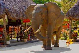 Africa Safari Selous image #1