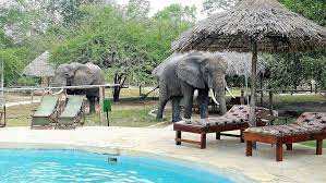 Africa Safari Selous image #17