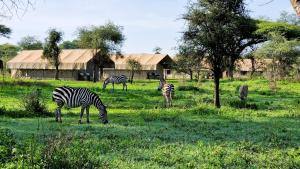 Africa Safari South Serengeti image #11