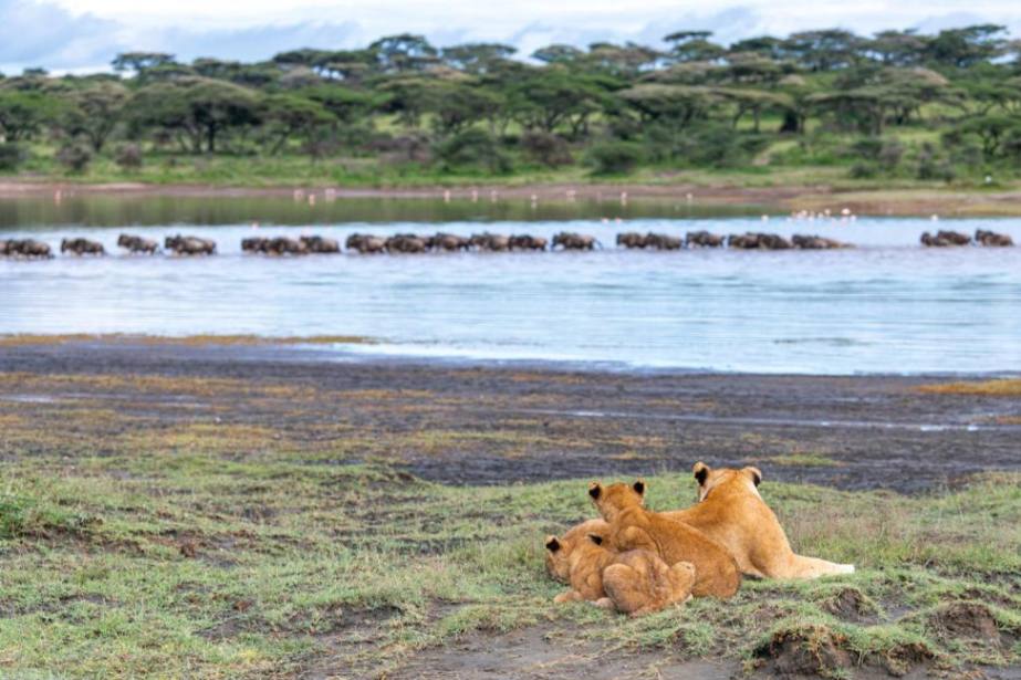 Africa Safari South Serengeti image #14