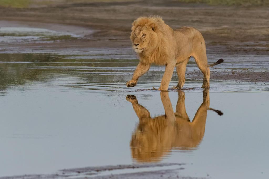 Africa Safari South Serengeti image #4