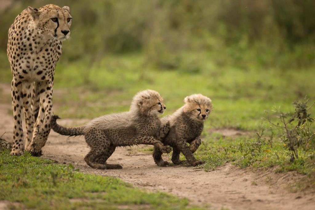 Africa Safari South Serengeti image #10