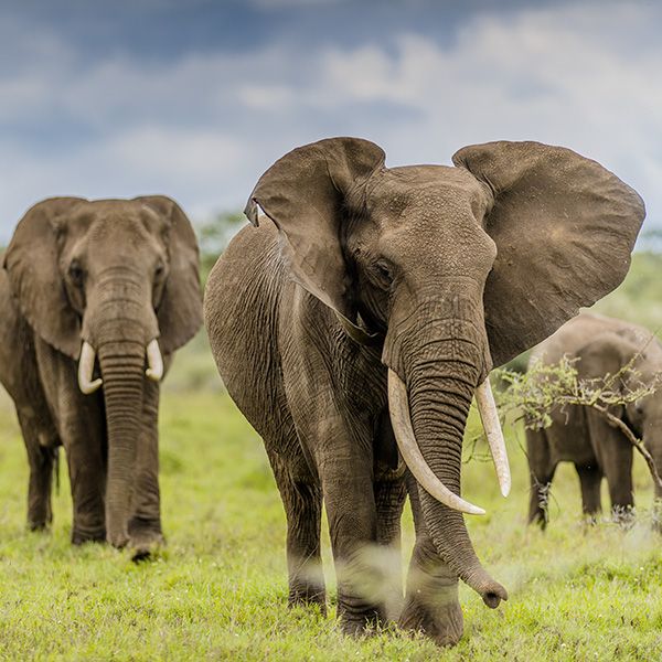 Angata Serengeti Camp image #6