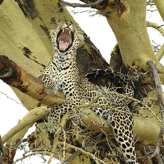 Angata Tarangire Camp image #3