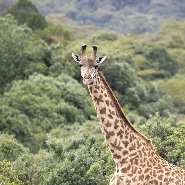 Angata Tarangire Camp image #19