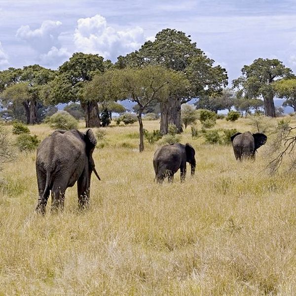 Angata Tarangire Camp image #2