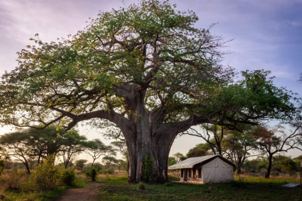 Baobab Tarangire Tented Camp image #8