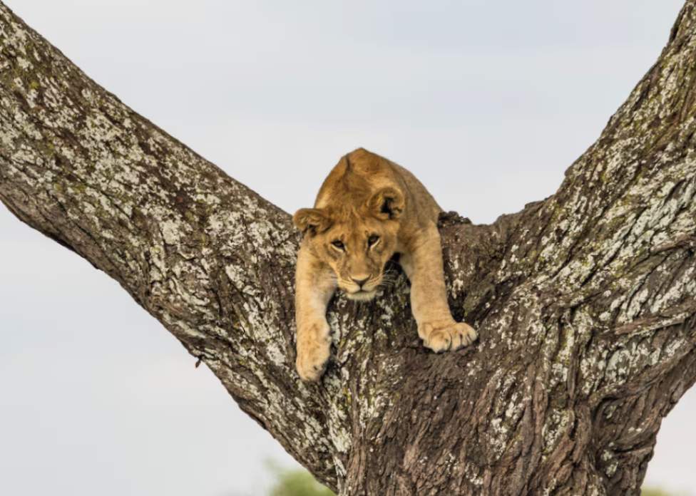 Ngorongoro Lodge Meliá Collection image #15