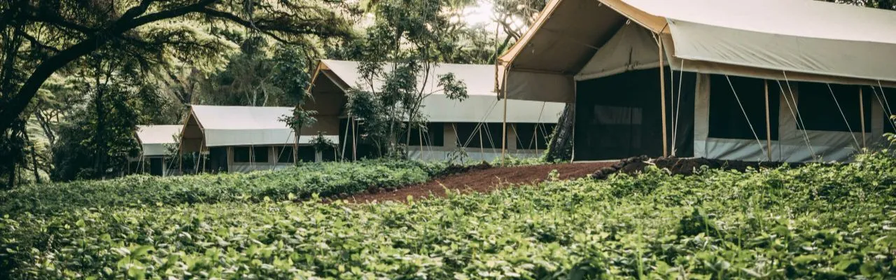 Entamanu Ngorongoro