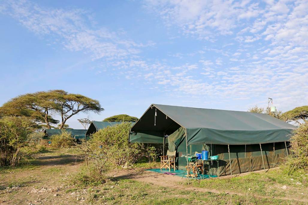 Flycatcher Lagarja Camp image #1