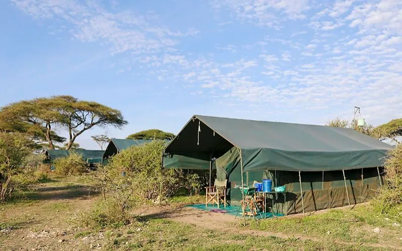 Flycatcher Lagarja Camp