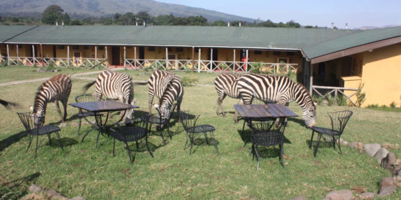 Ngorongoro Rhino Lodge image #5