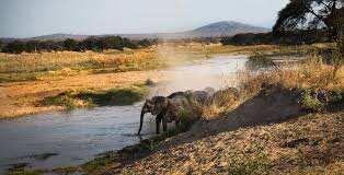 Kigelia Ruaha image #11