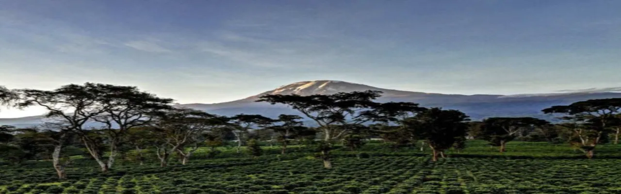 Kilimanjaro Coffee Lodge