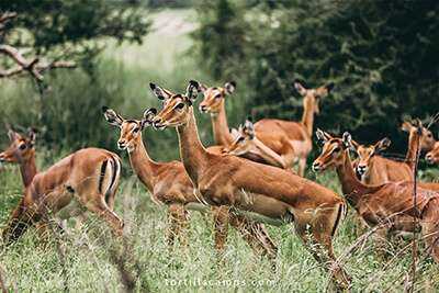 Lake Manyara Tortilis Camp image #15
