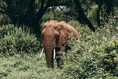Lake Manyara Tortilis Camp image #18