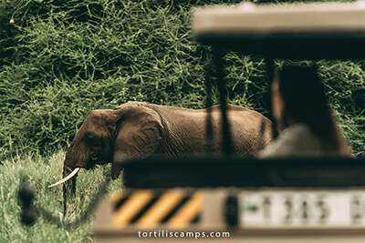 Lake Manyara Tortilis Camp image #19