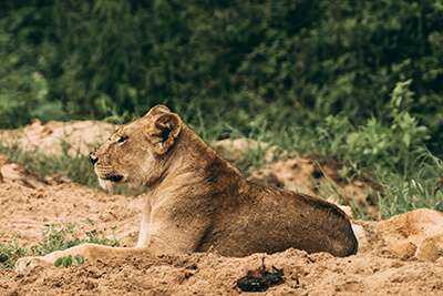 Lake Manyara Tortilis Camp image #6
