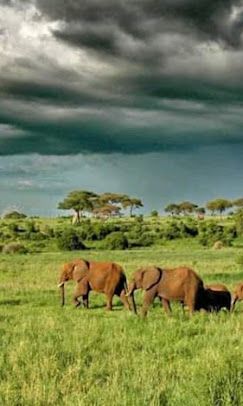 Lake Ndutu Luxury Tented Lodge image #16
