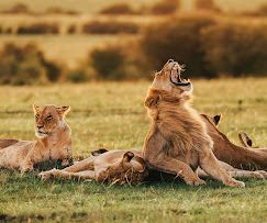 Mara  Mara Camp image #10