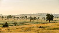 Mara  Mara Camp image #6