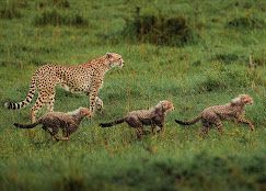 Mara  Mara Camp image #18