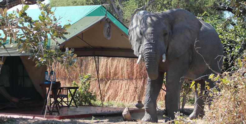 Mdonya Old River Camp image #7