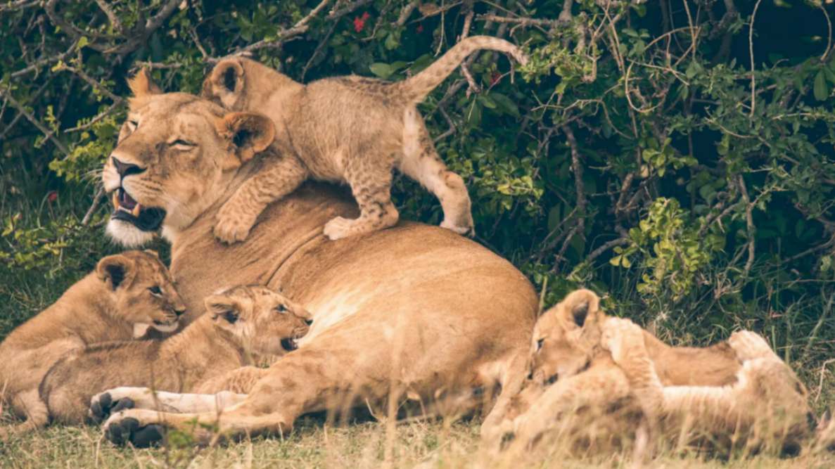 Naboisho Camp image #8