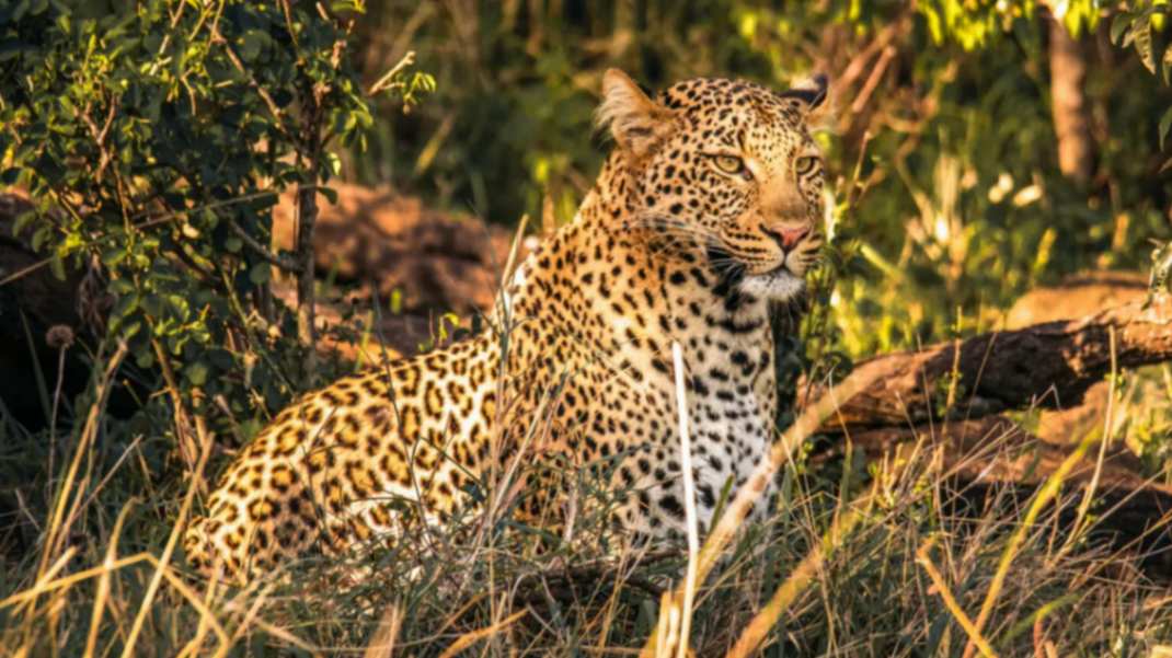 Naboisho Camp image #11