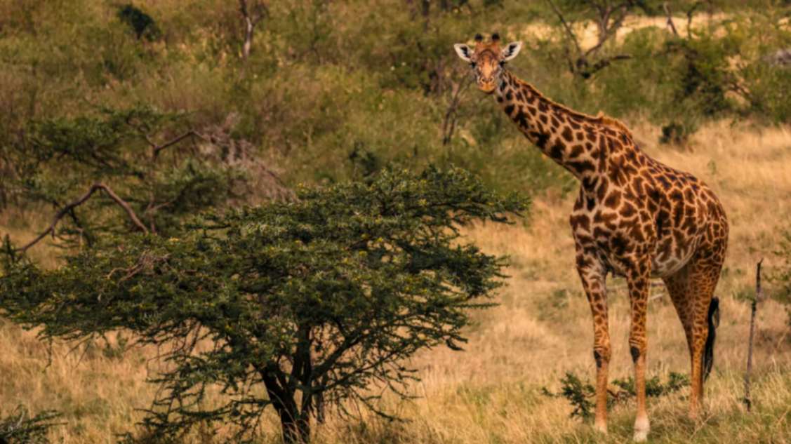 Naboisho Camp image #9