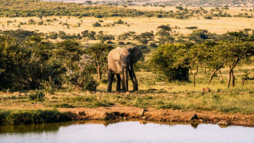 Naboisho Camp image #10