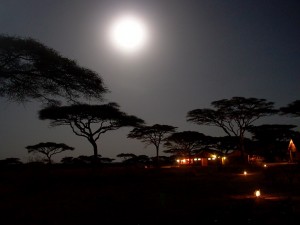 Ndutu Safari Lodge image #12