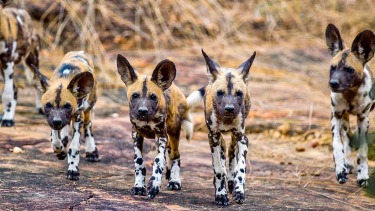 Roho Ya Selous image #13