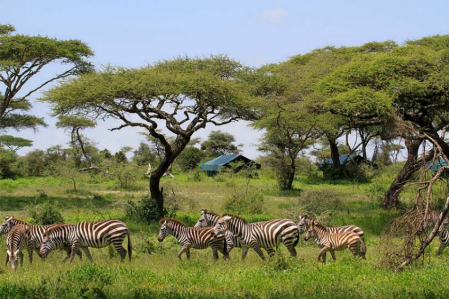 Ruaha Flycather Camp image #15